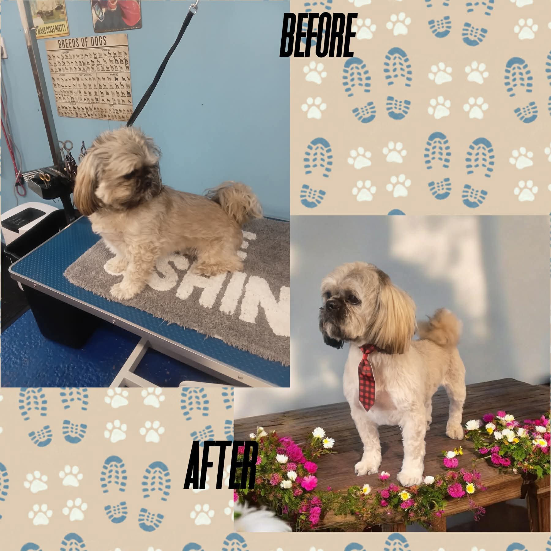 Shih Tzu before and after grooming