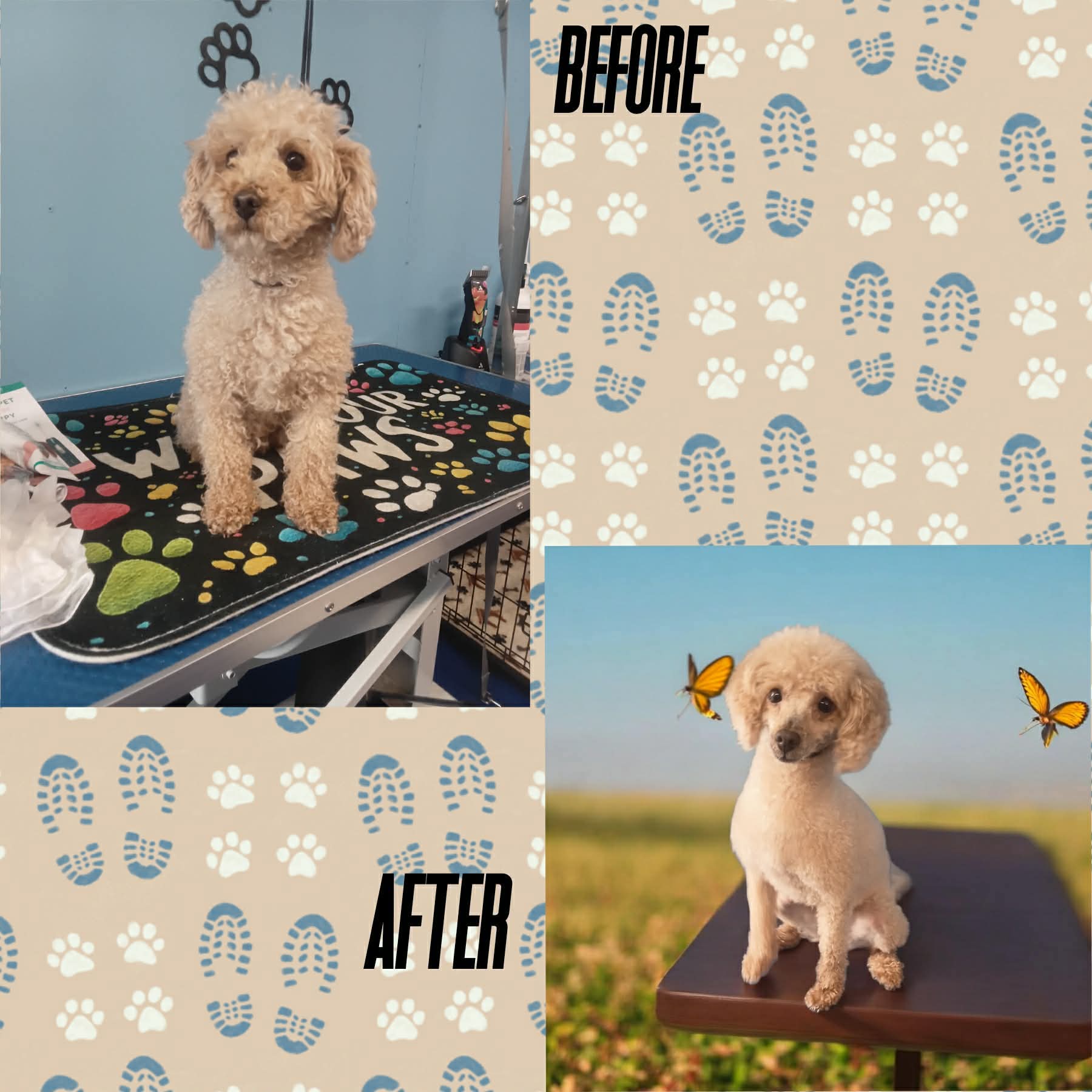 Poodle before and after grooming