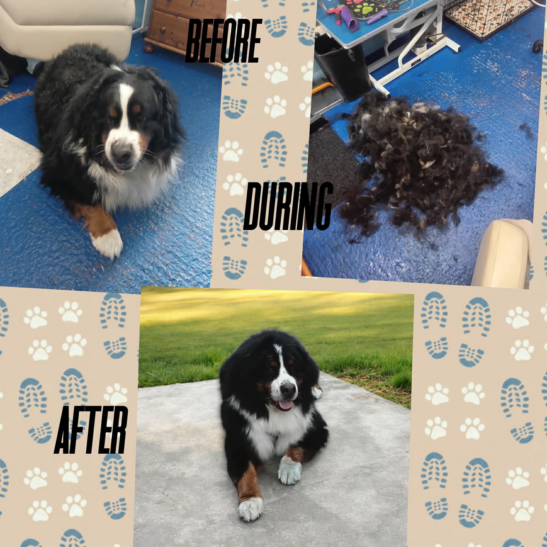 Bernese Mountain Dog before, during and after