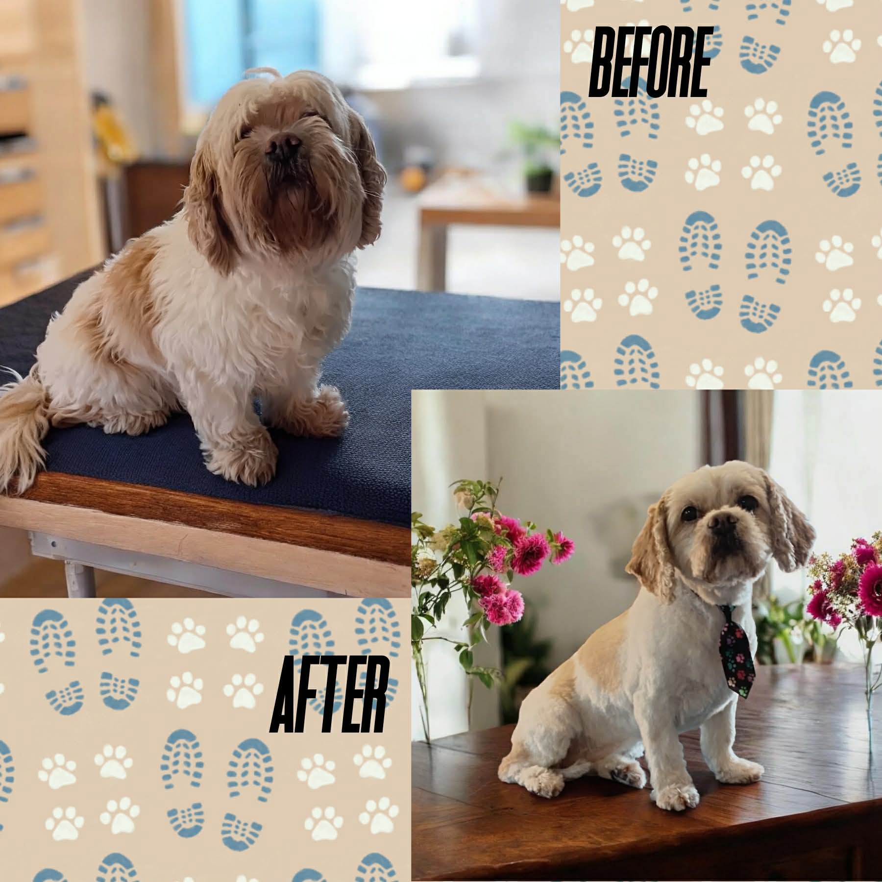 Shih Tzu before and after with smart tie