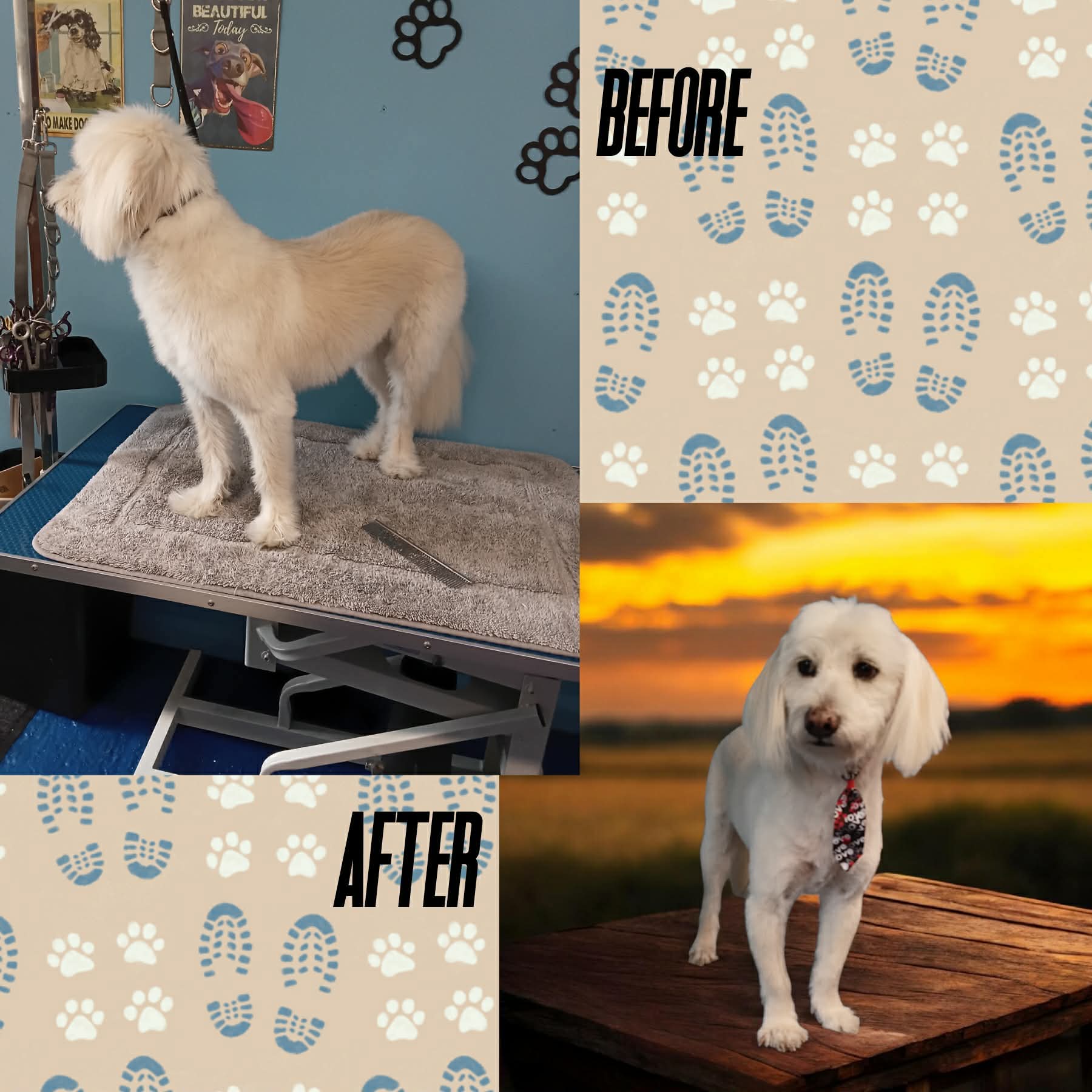 Fluffy white dog before and after