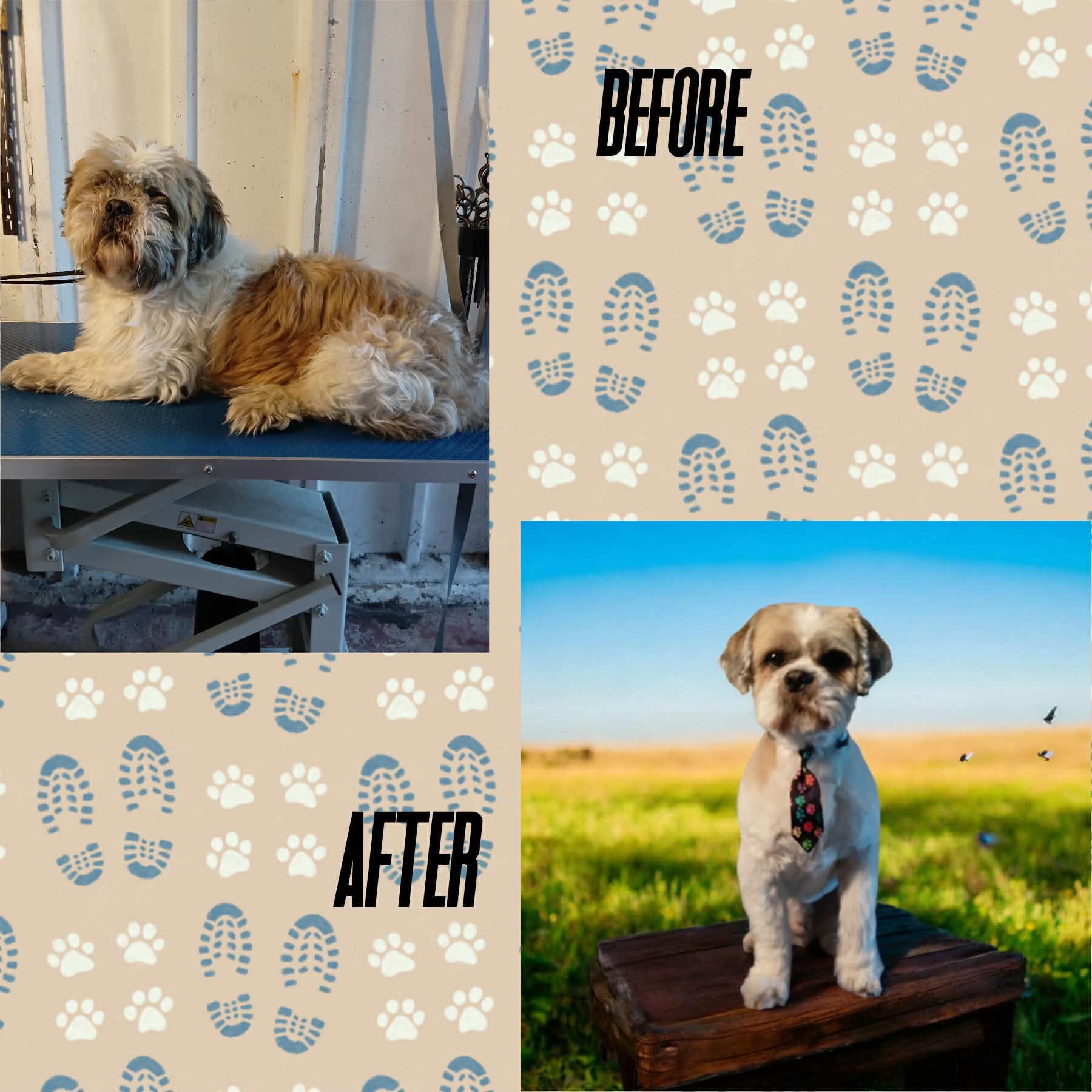 Lhasa-type before and after grooming