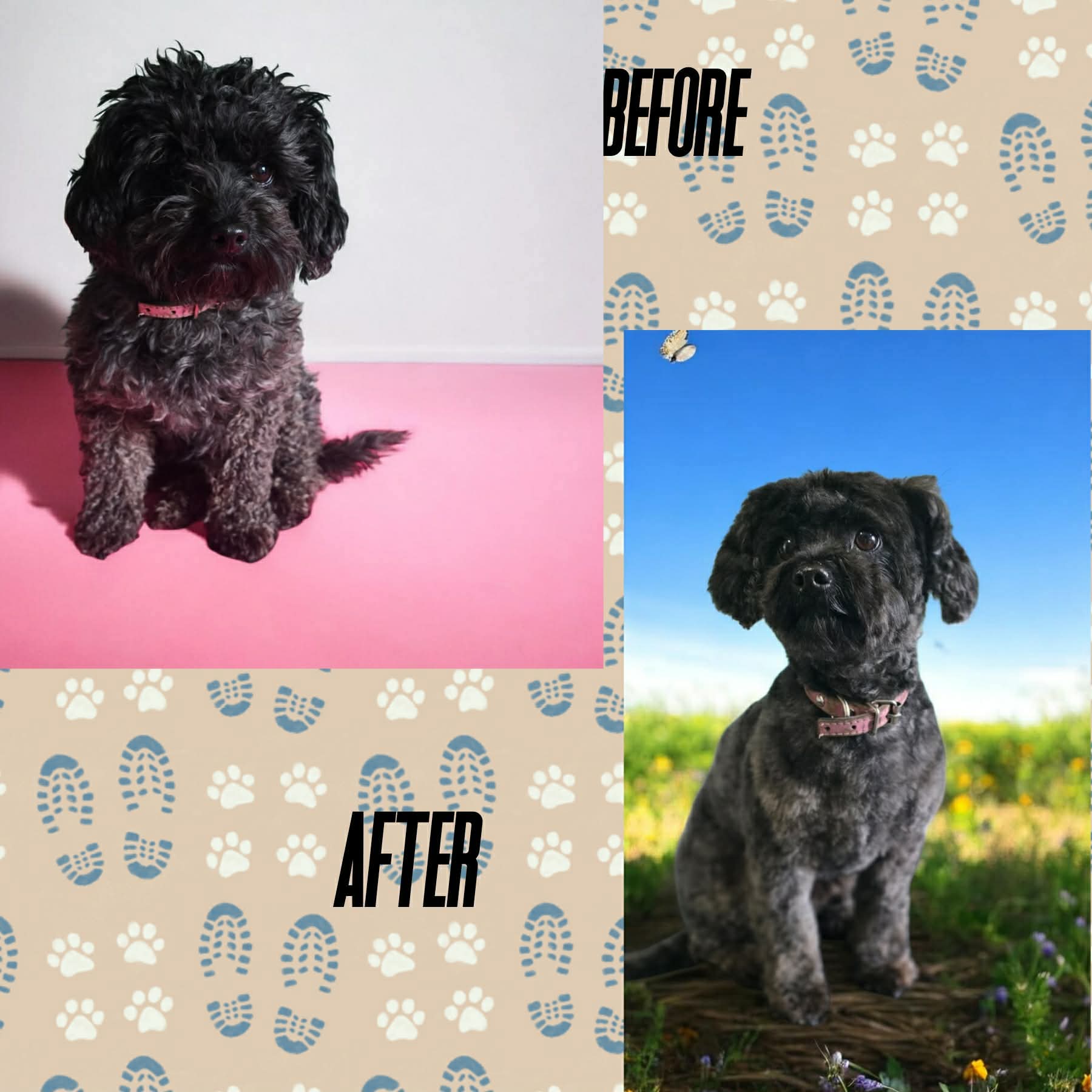 Black poodle cross before and after