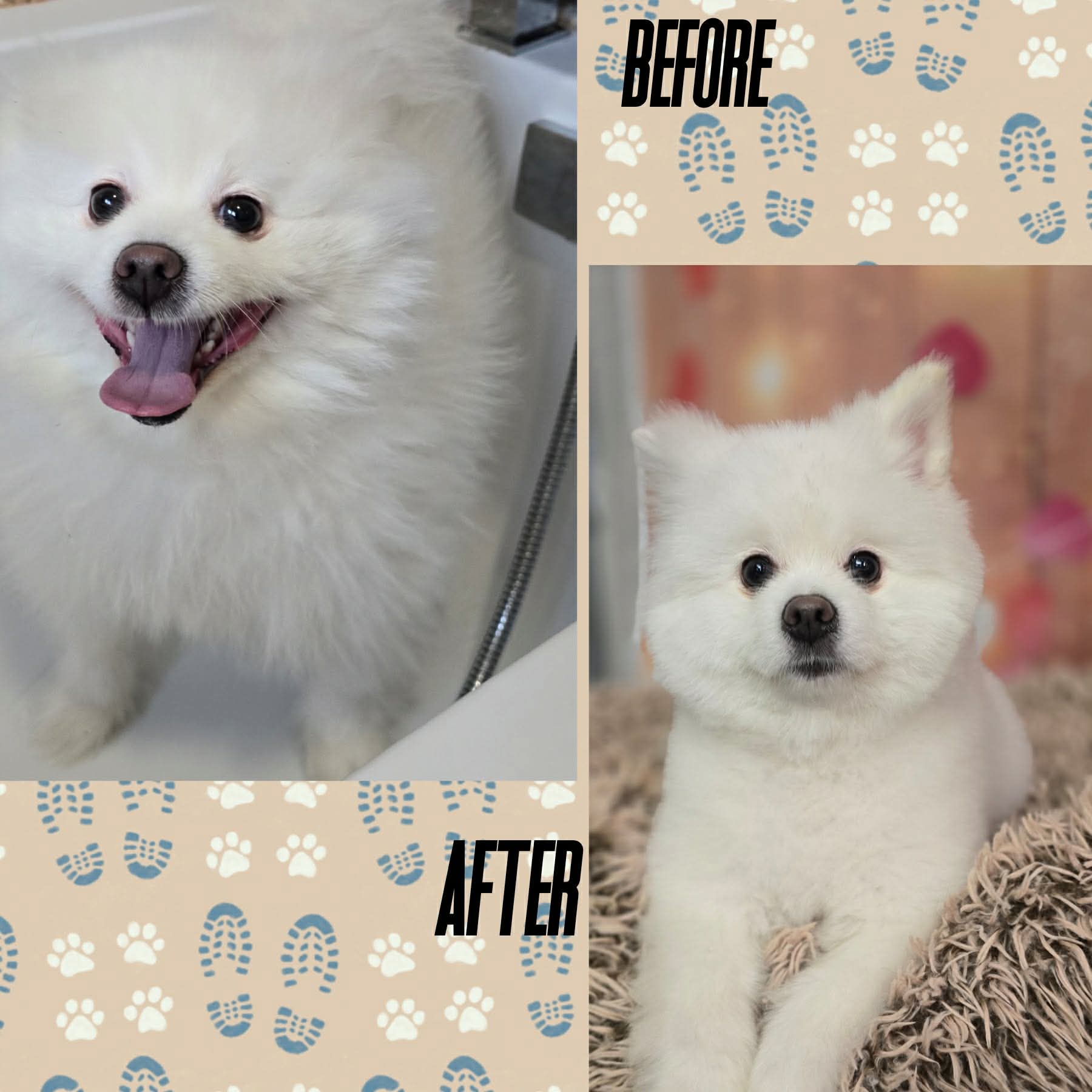 White Pomeranian before and after grooming