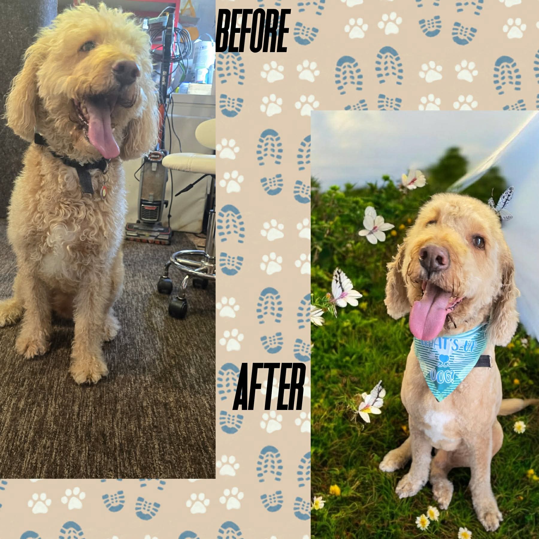 Cockapoo before and after grooming