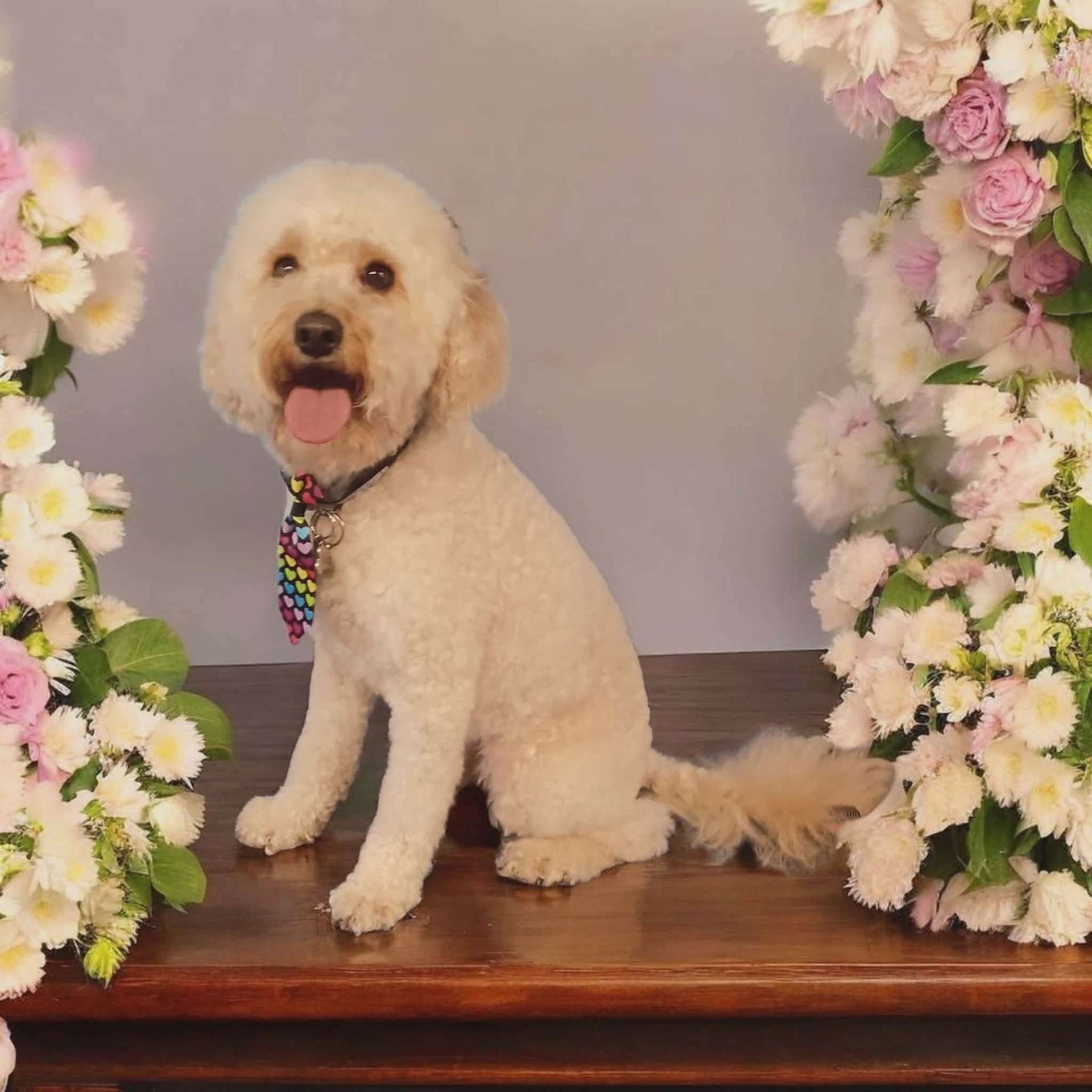 Freshly groomed dog