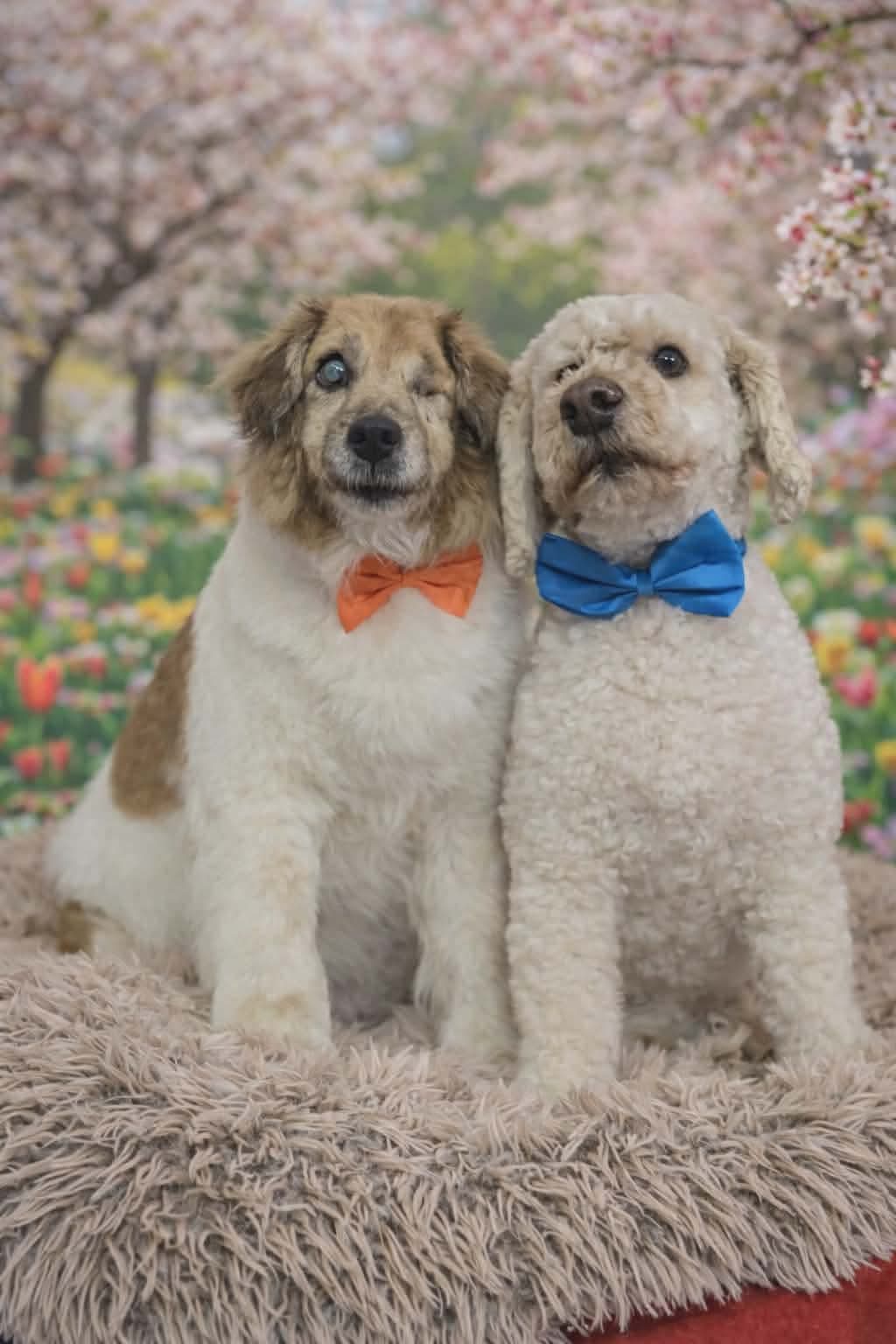 Freshly groomed dog