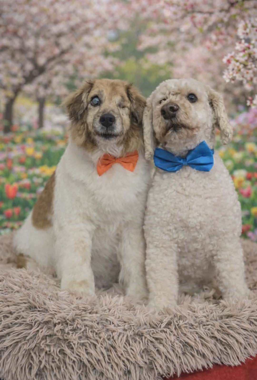 Freshly groomed dog