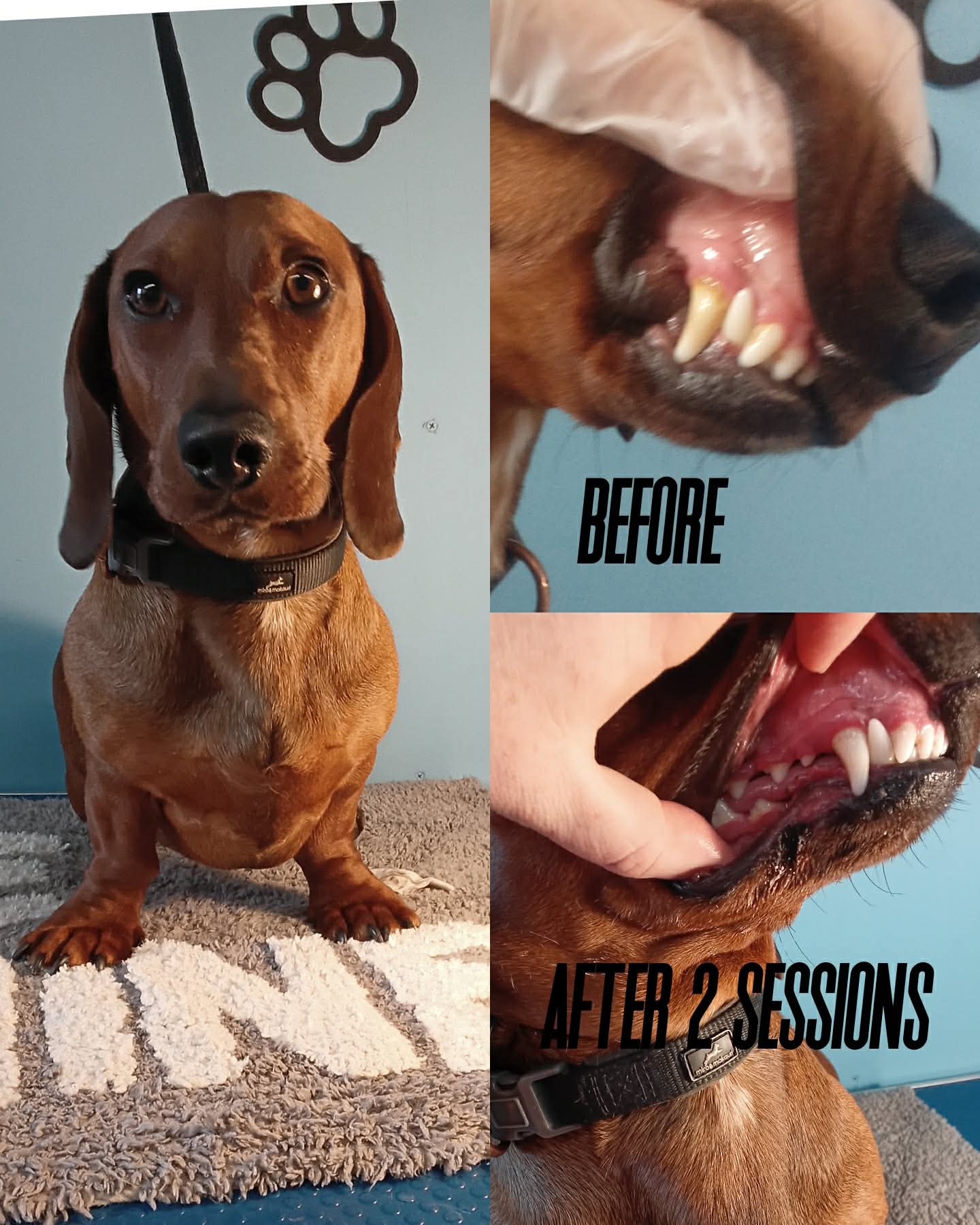 Dachshund teeth before and after 2 Emmi‑pet sessions