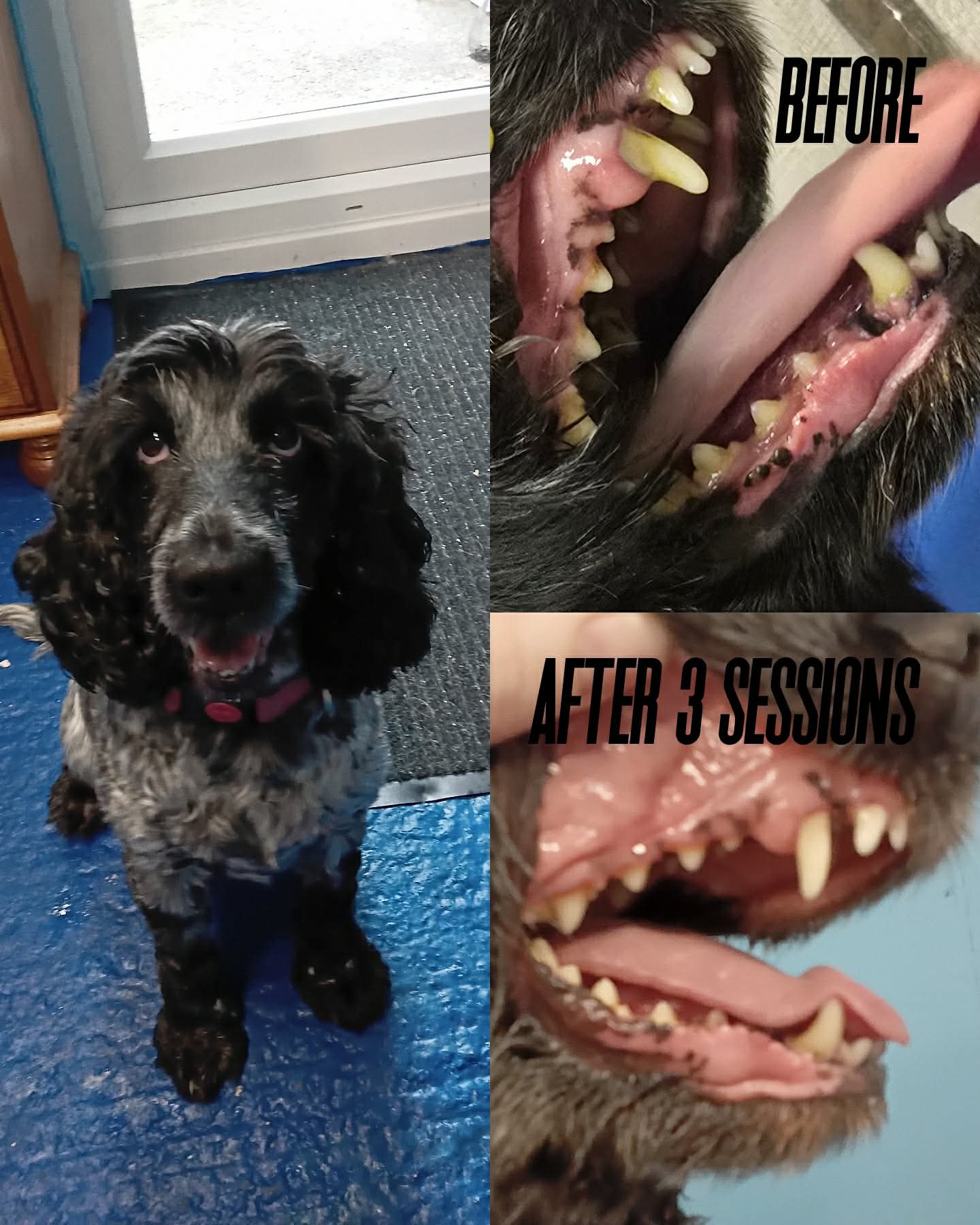 Cocker spaniel teeth before and after 3 Emmi‑pet sessions