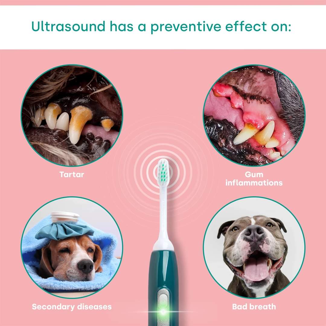 Emmi-pet Dental Cleaning