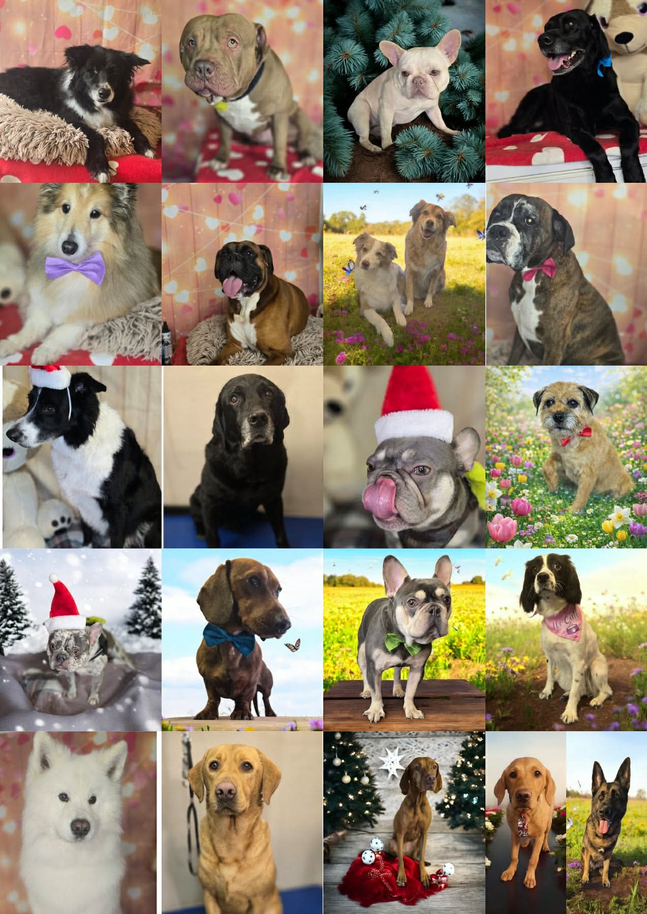 A wall of dogs groomed at Sam's Pack